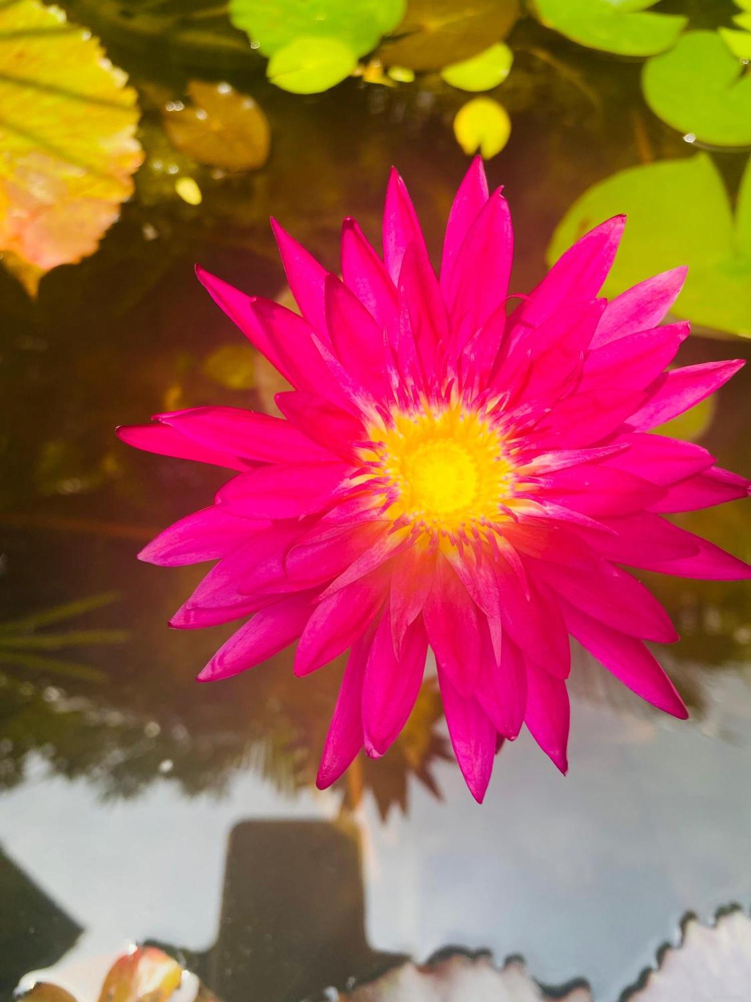 Waasala Leisure Otel Anuradhapura Dış mekan fotoğraf