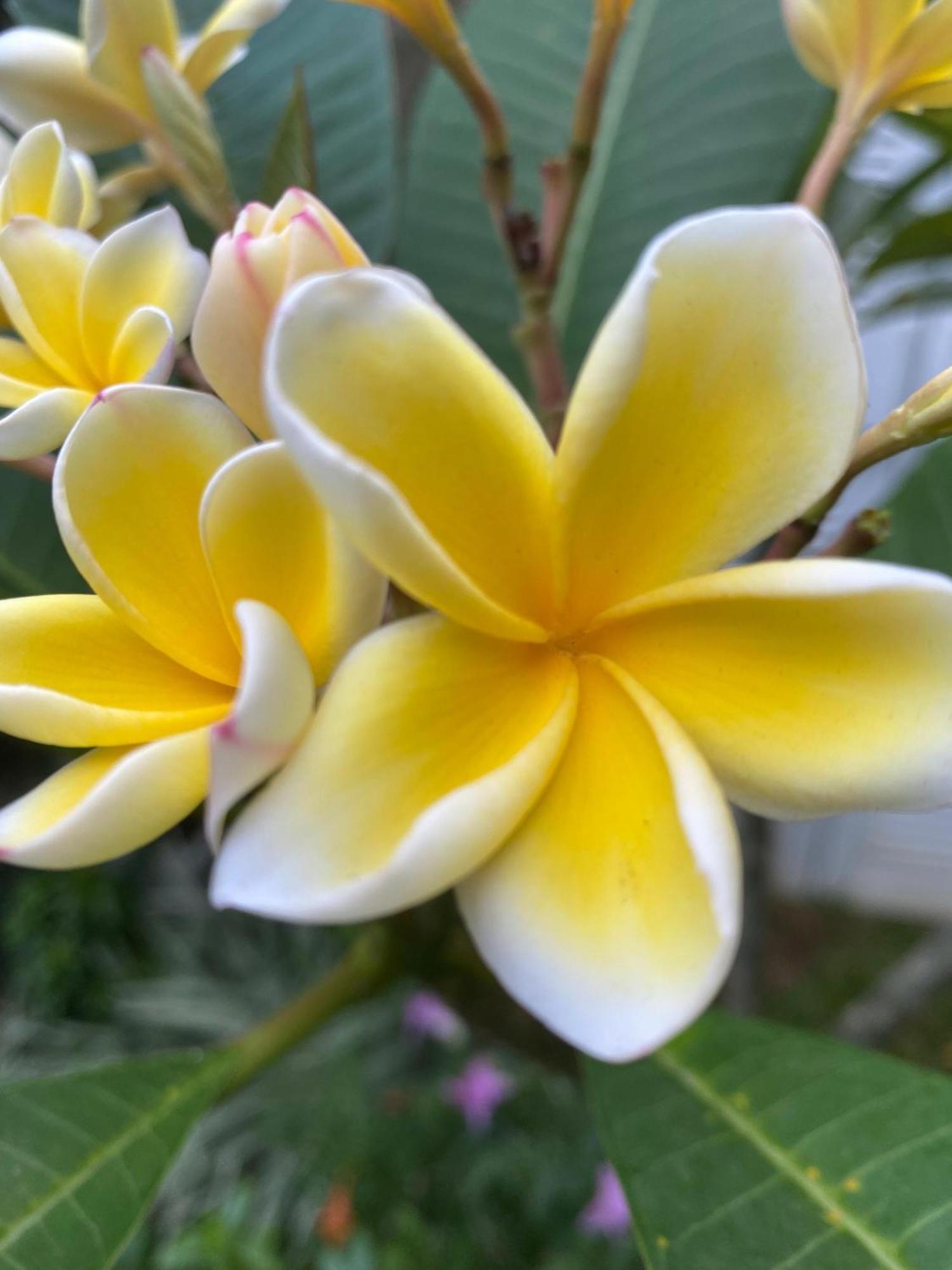 Waasala Leisure Otel Anuradhapura Dış mekan fotoğraf